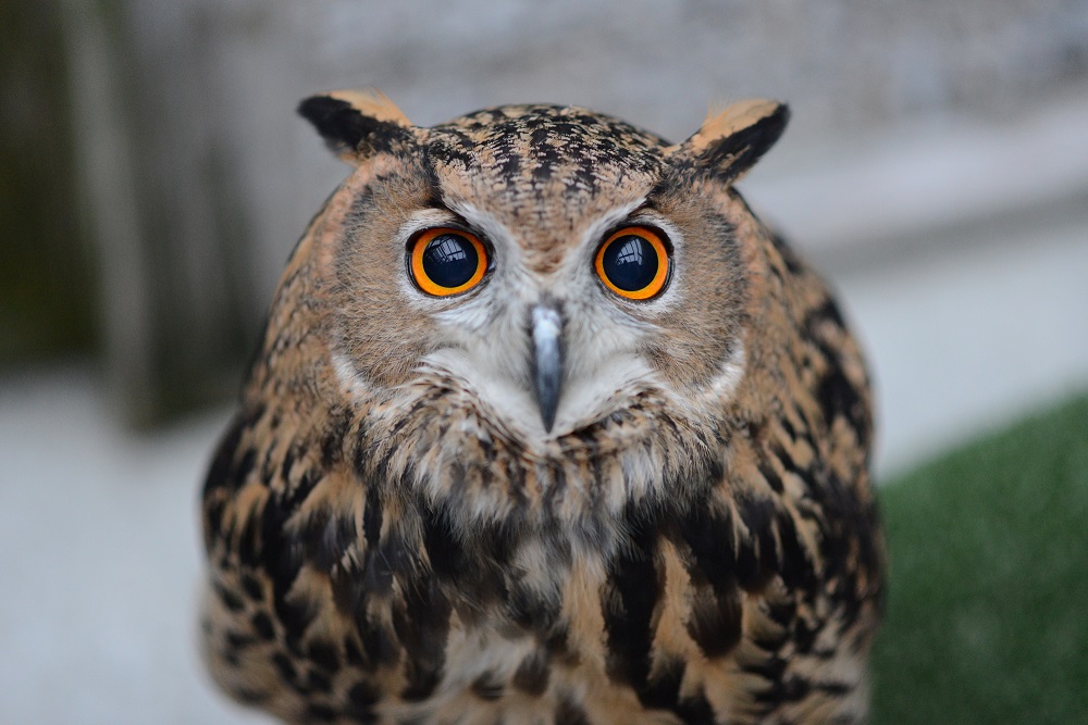 A Eurasian Eagle Owl