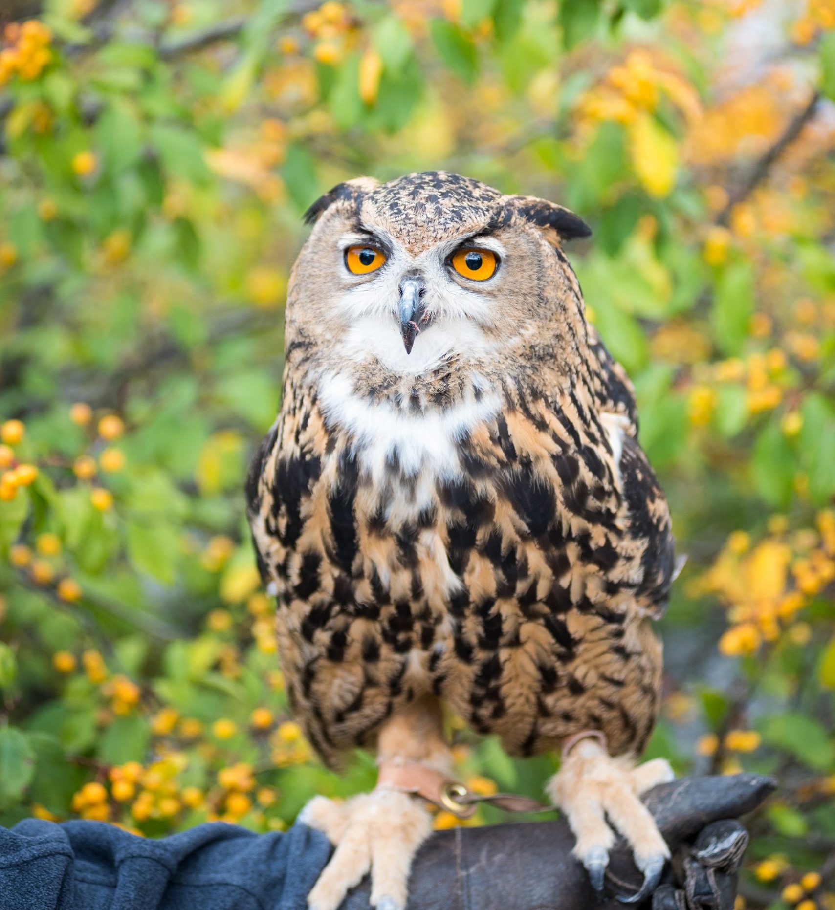 Owl Encounter | National Aviary