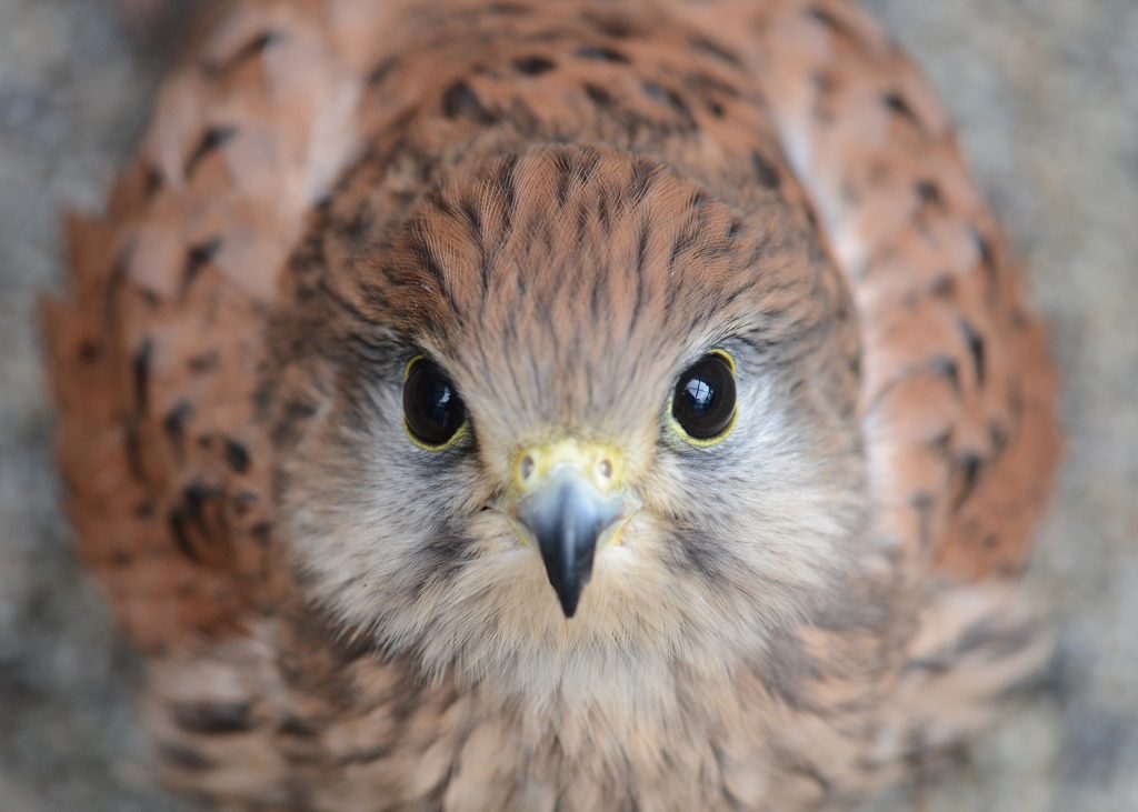 Headshot of a European Kestrel