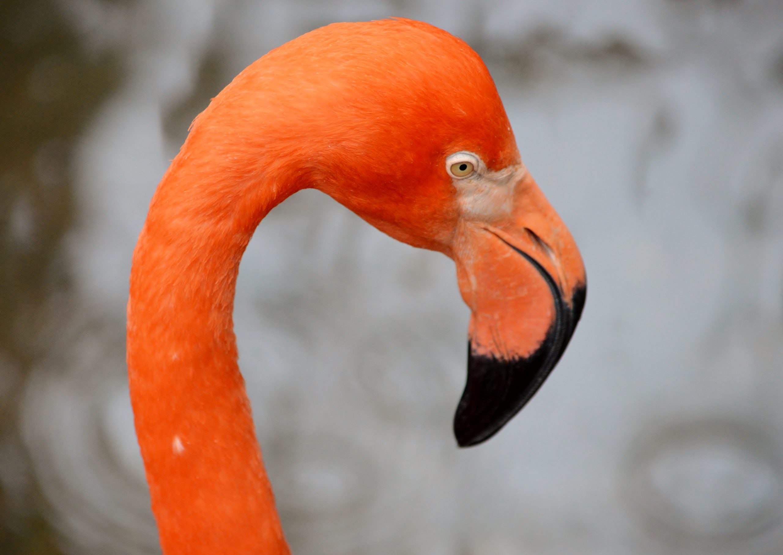 Headshot of an American Flamingo