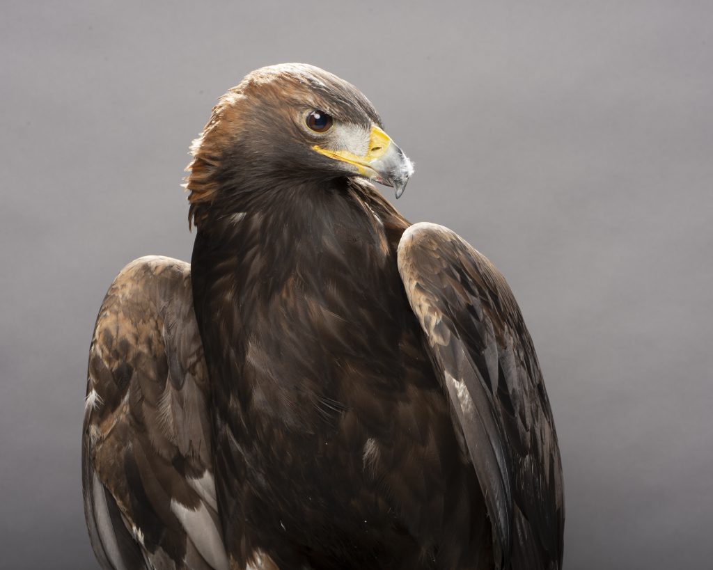 Headshot of a Golden Eagle