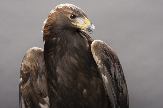 Headshot of a Golden Eagle