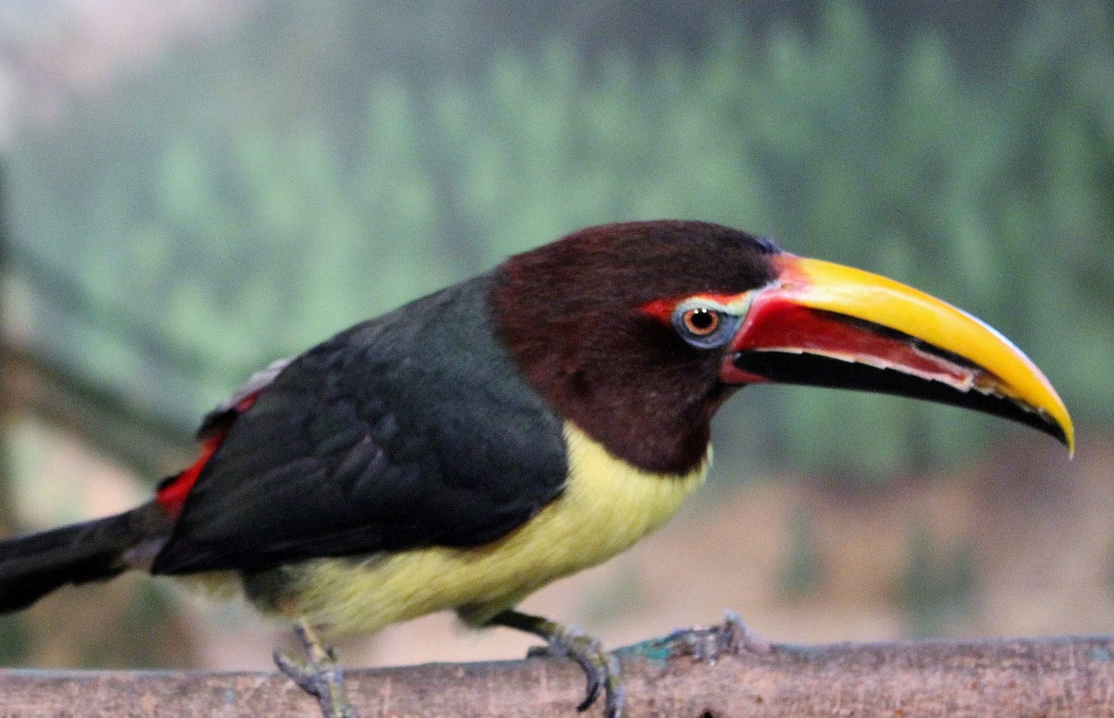 Green Aracari perched on a branch