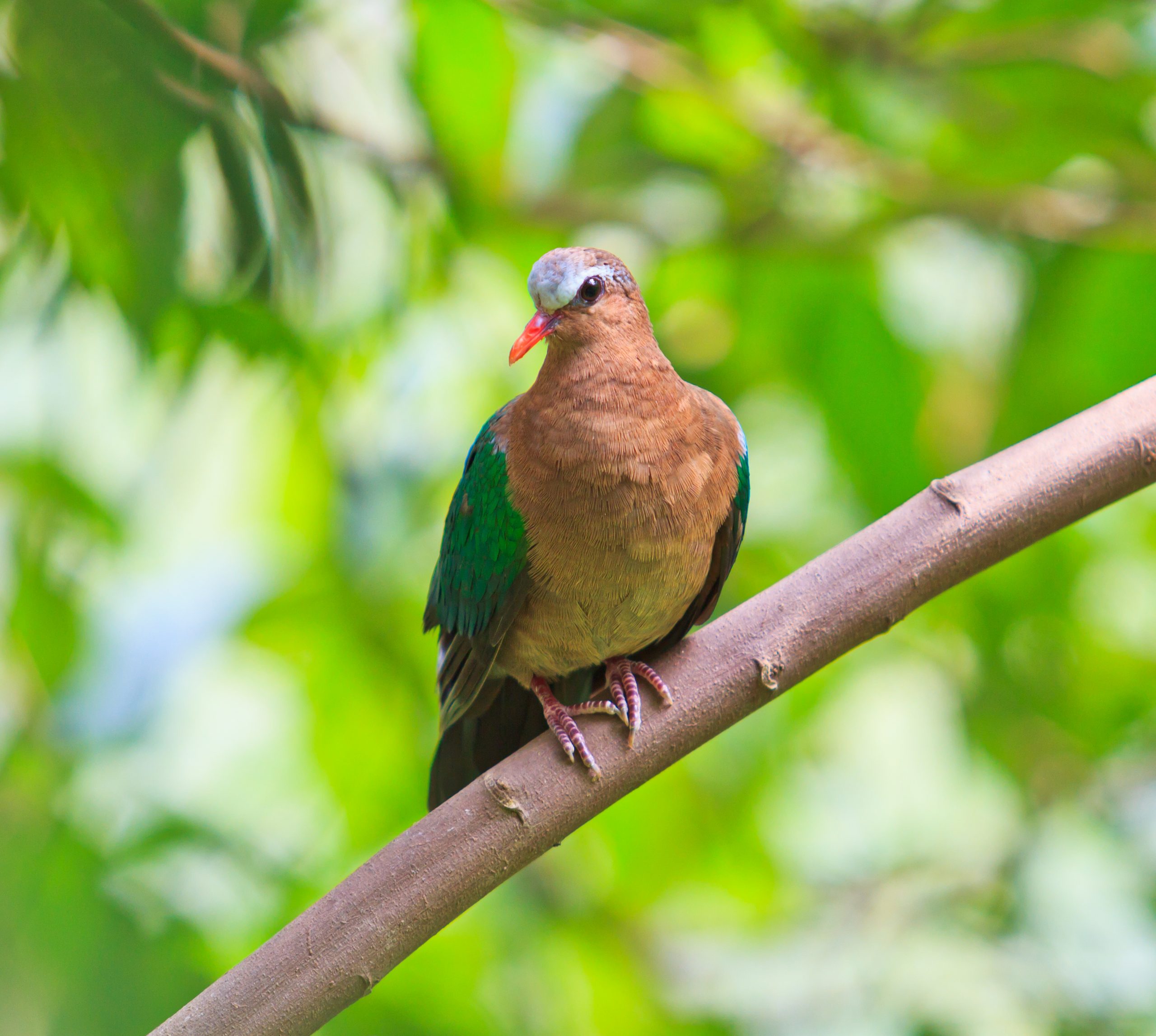 A Green-winged Dove perched on a branch