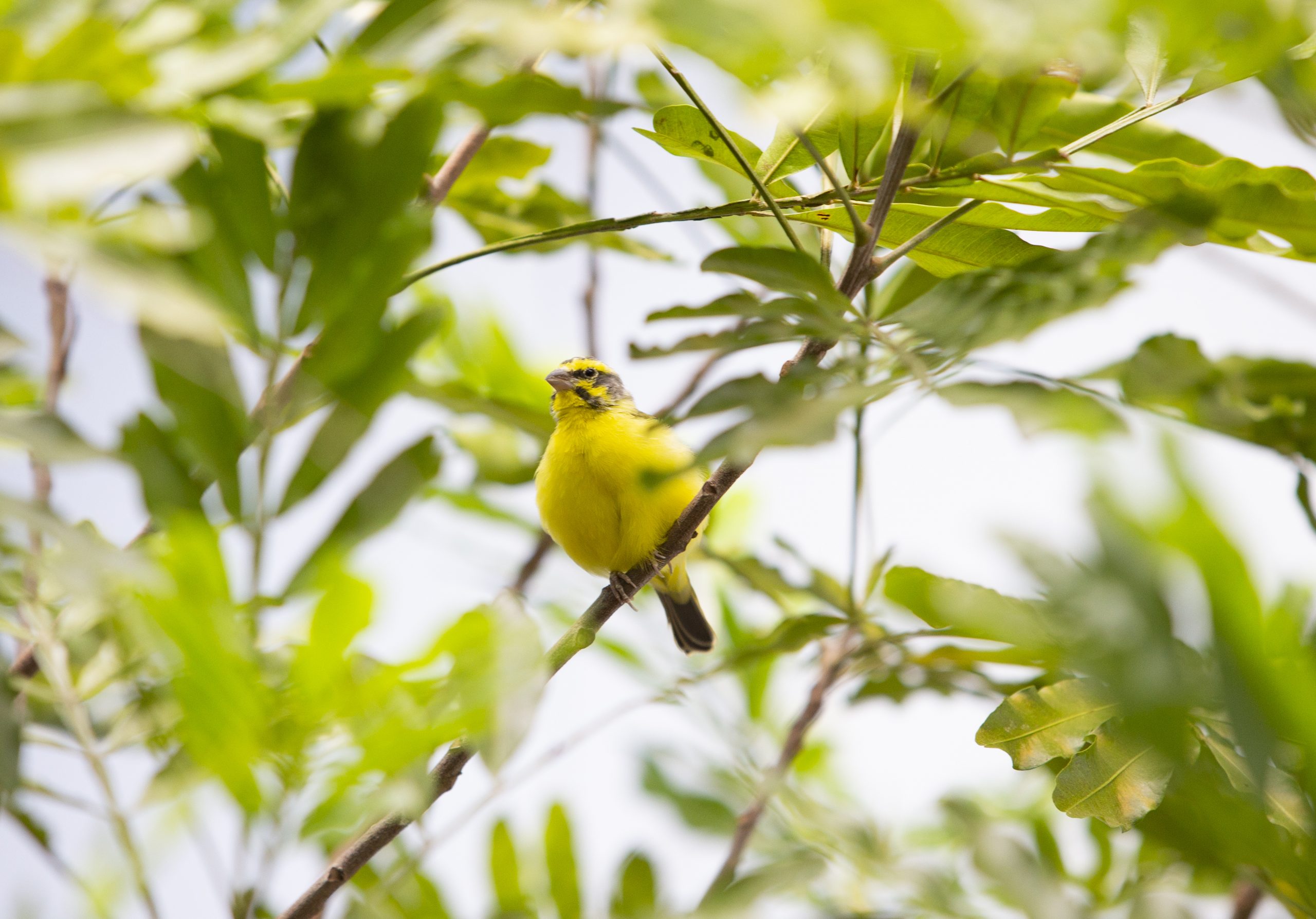 A Green Singing Finch perched on a branch