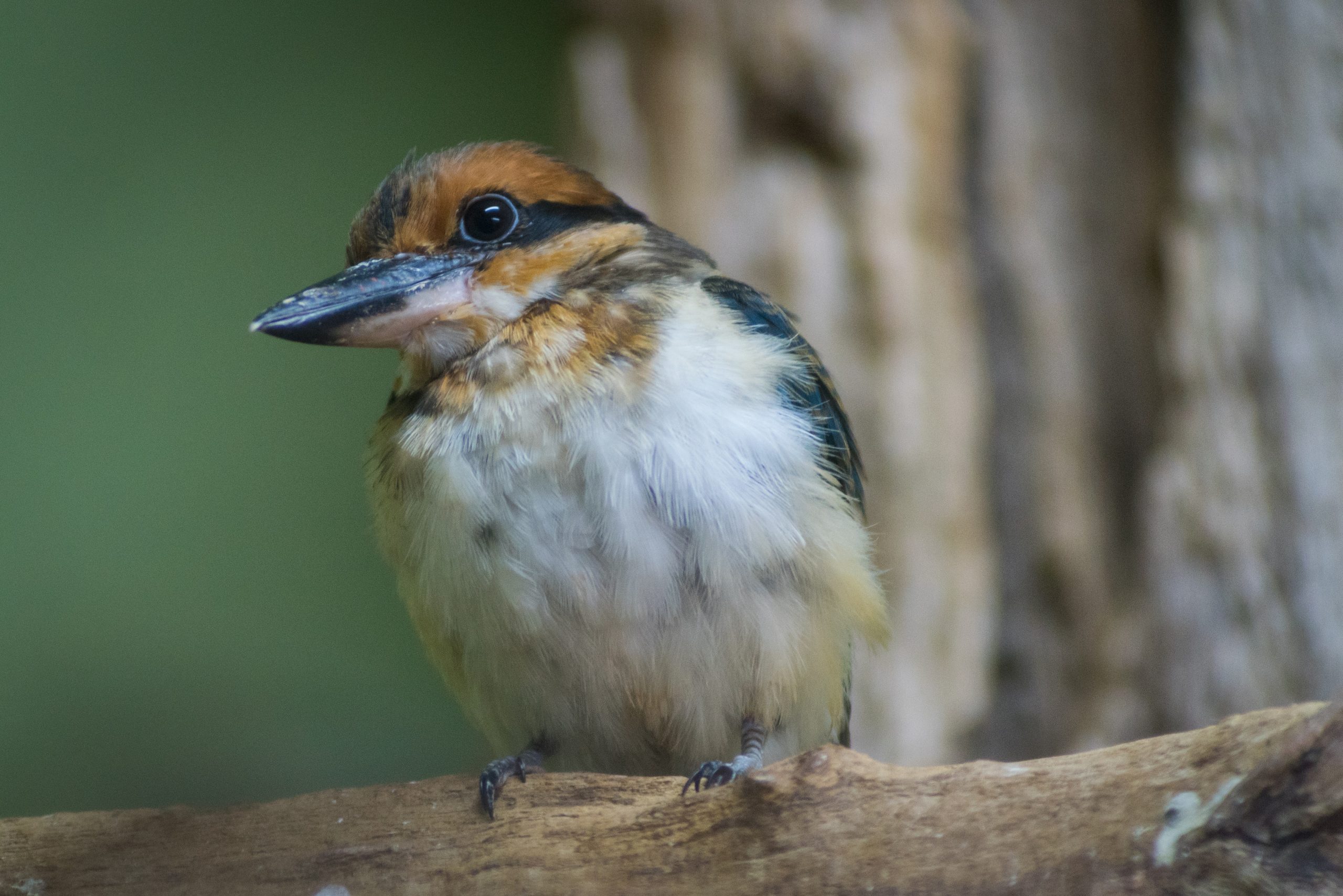 Female Guam Kingfisher perched on a branch