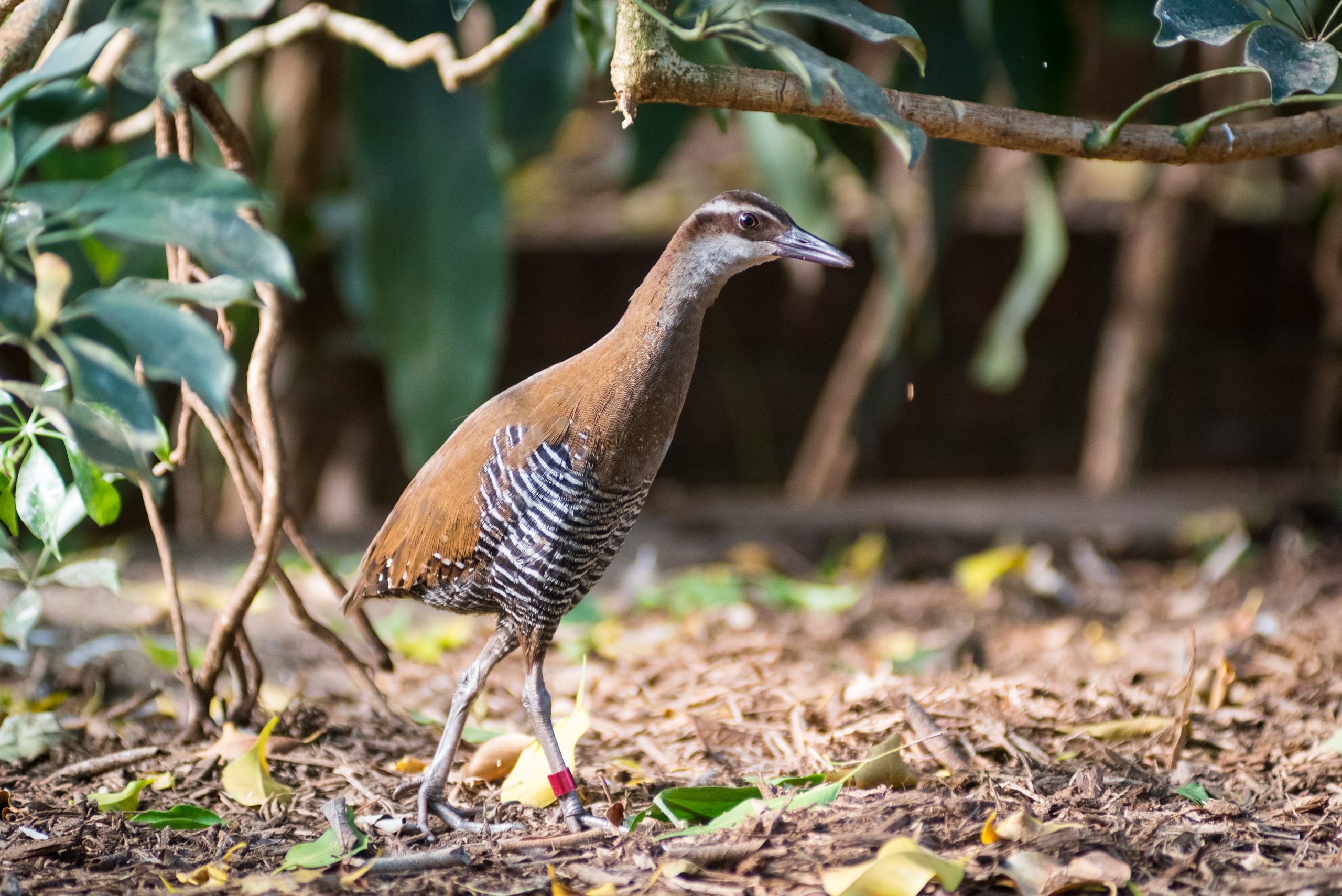 Guam Rail walking on the ground