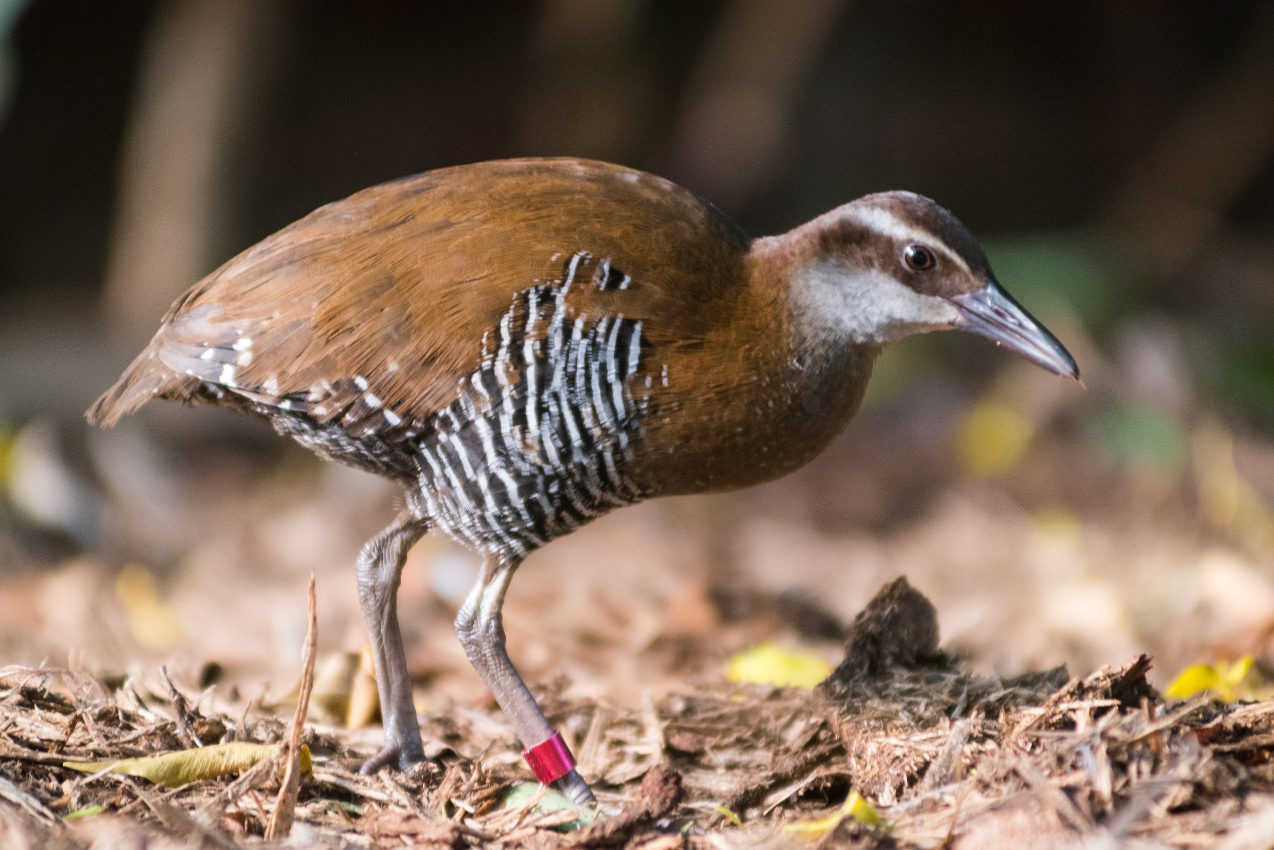 Guam Rail walking on the ground