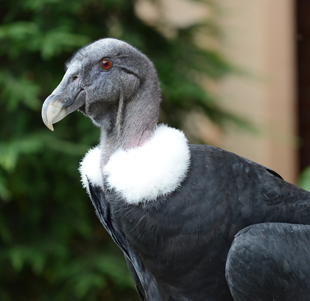 A female Andean Condor