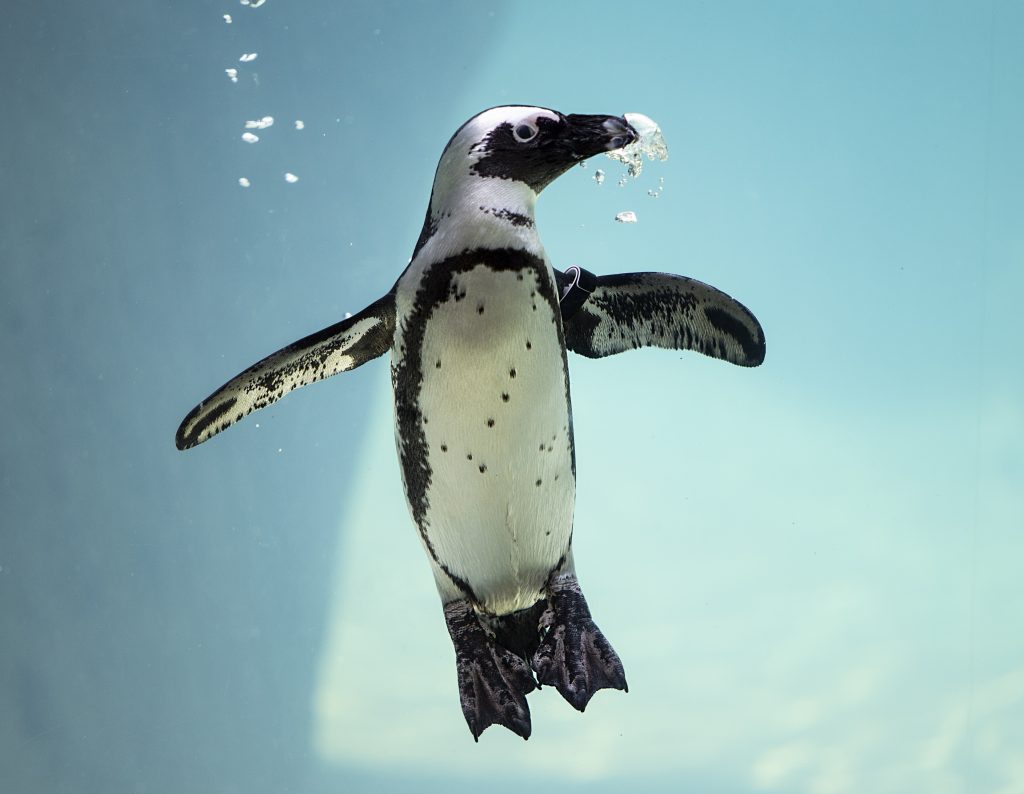 An African Penguin swimming up through water