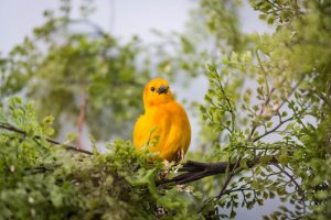 Taveta Golden Weaver perched on a branch