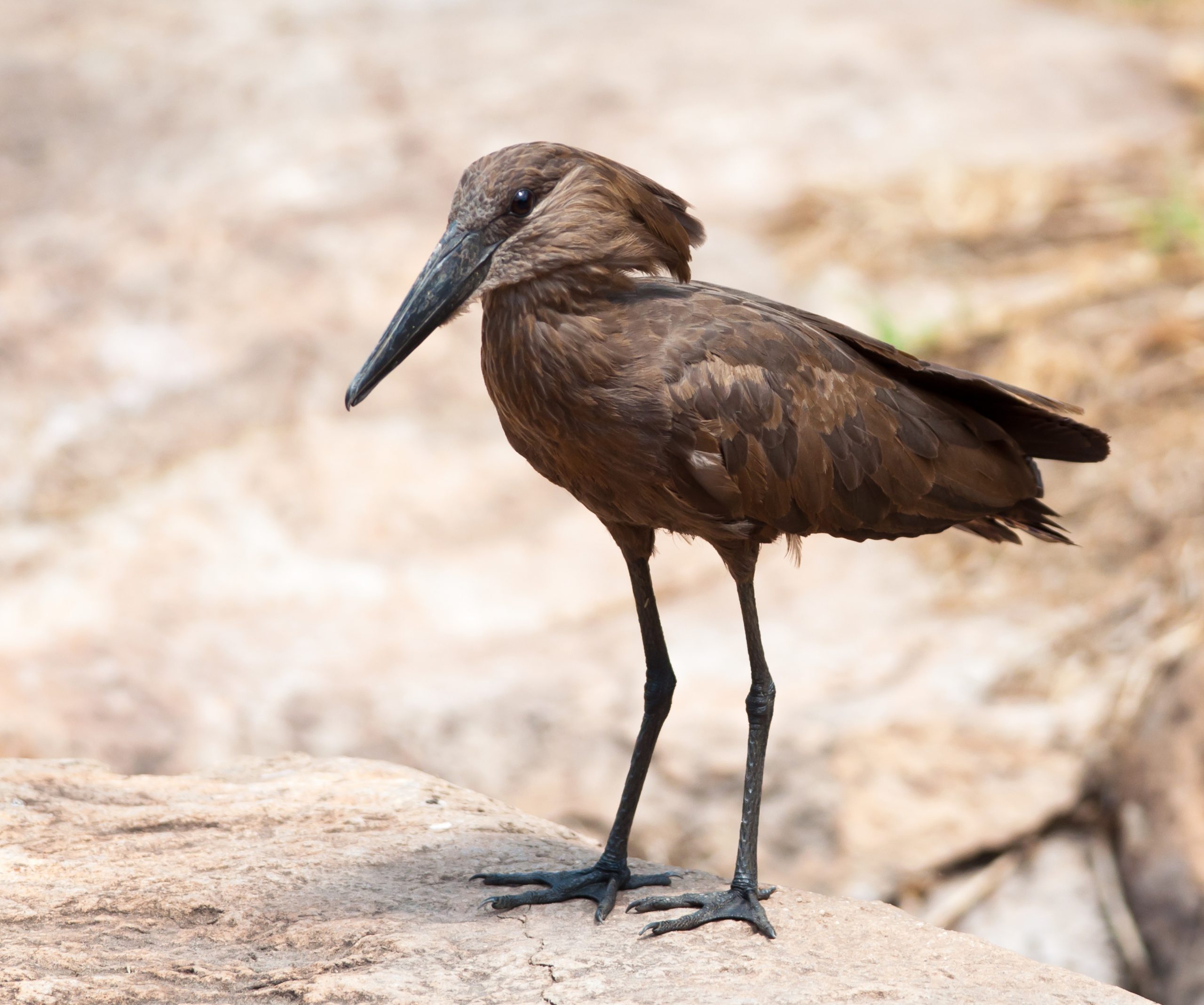 Hamerkop
