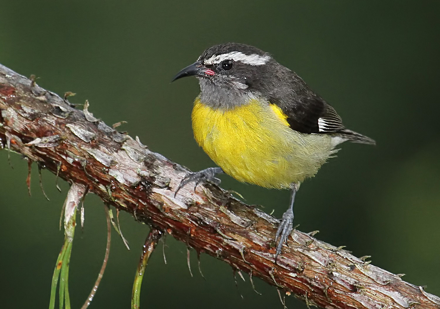 A Bananaquit perched on a branch