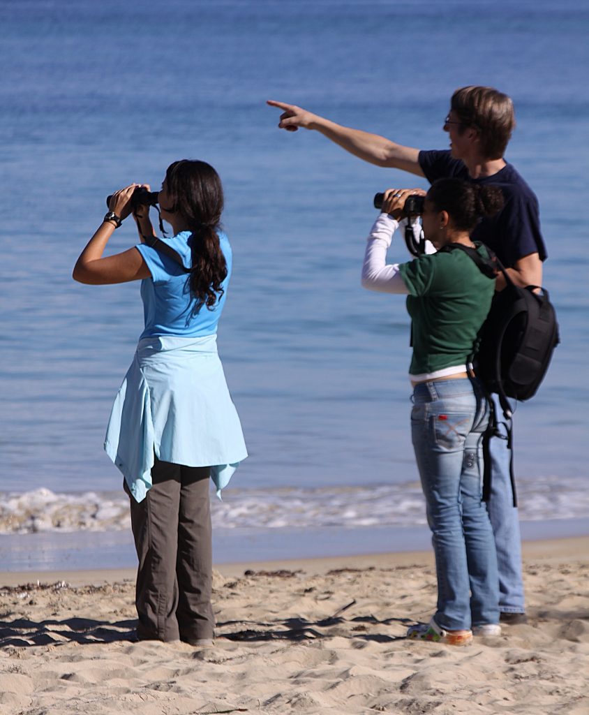 Two people stand on a beach looking through binoculars as one person points to a bird