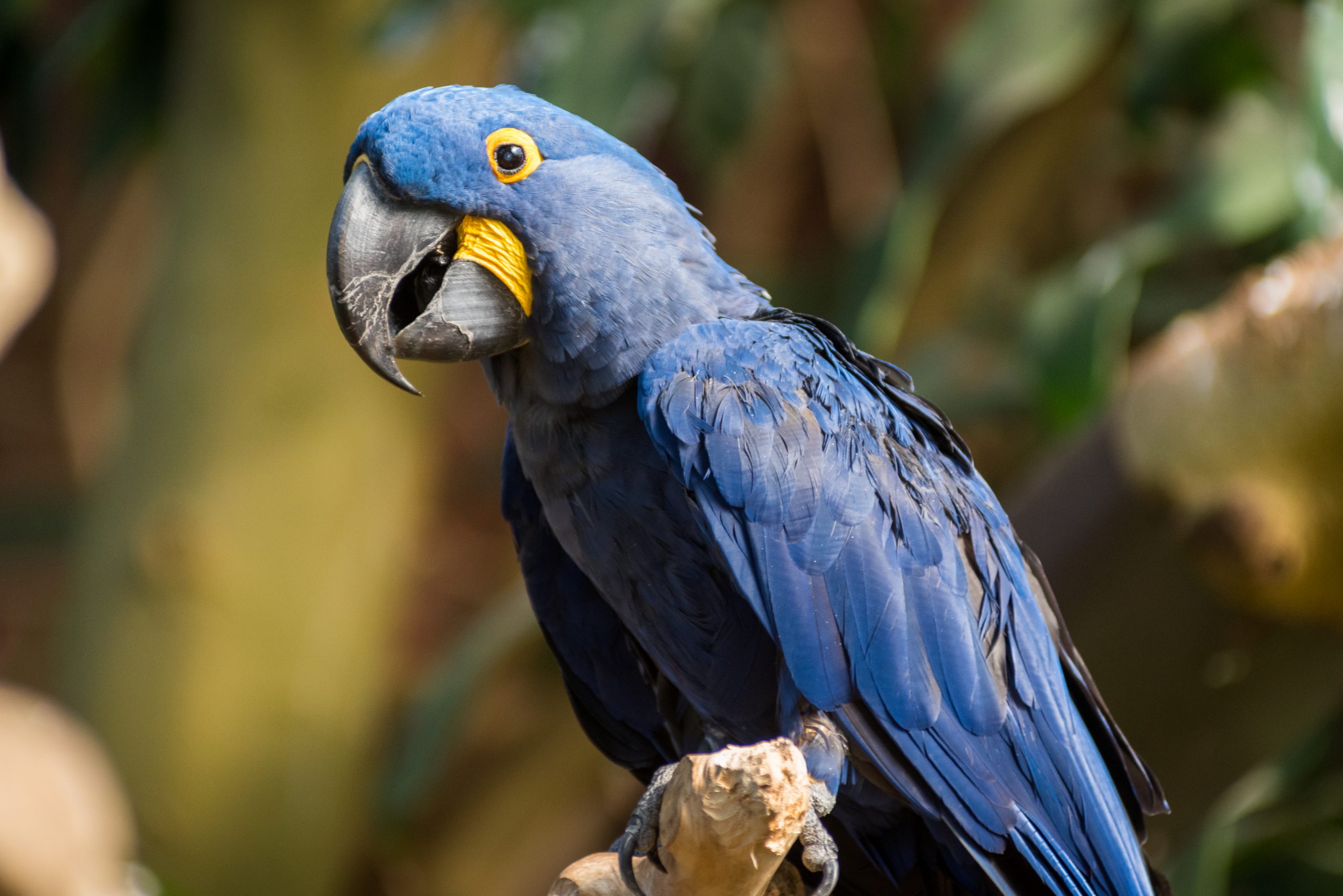 Hyacinth Macaw perched on a branch