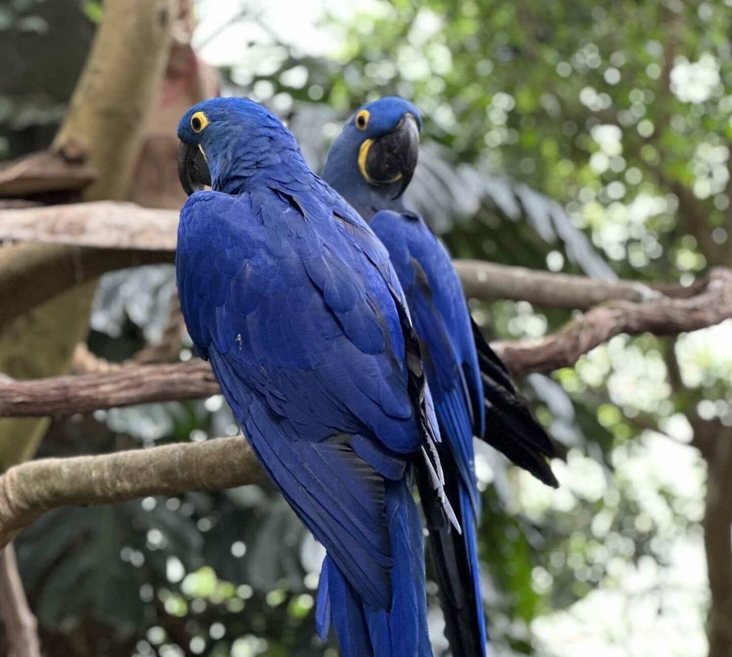 Two Hyacinth Macaws in Tropical Rainforest