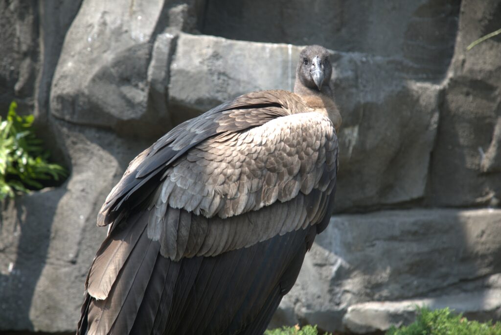Andean Condor juvenile female, Illimani at the National Aviary