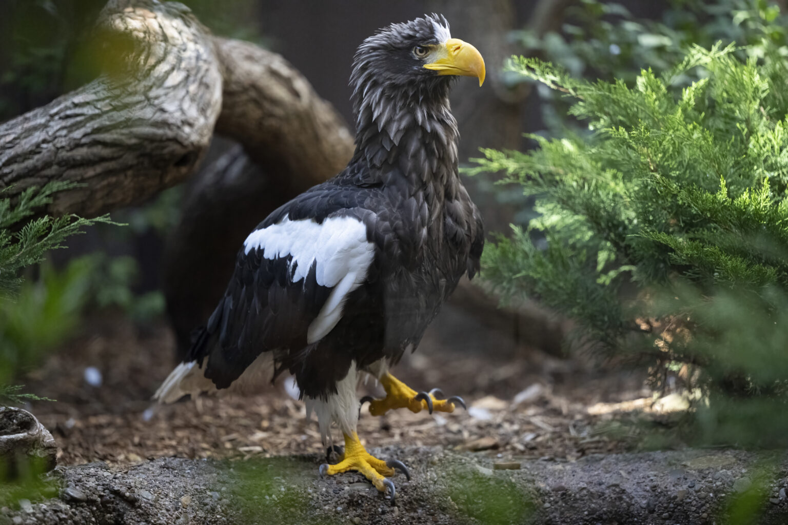 Home National Aviary