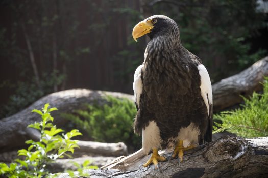 A Steller's Sea Eagle perched on a log