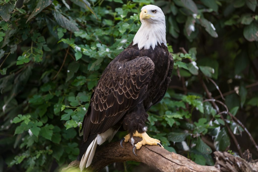 Bald Eagle perched on a branch