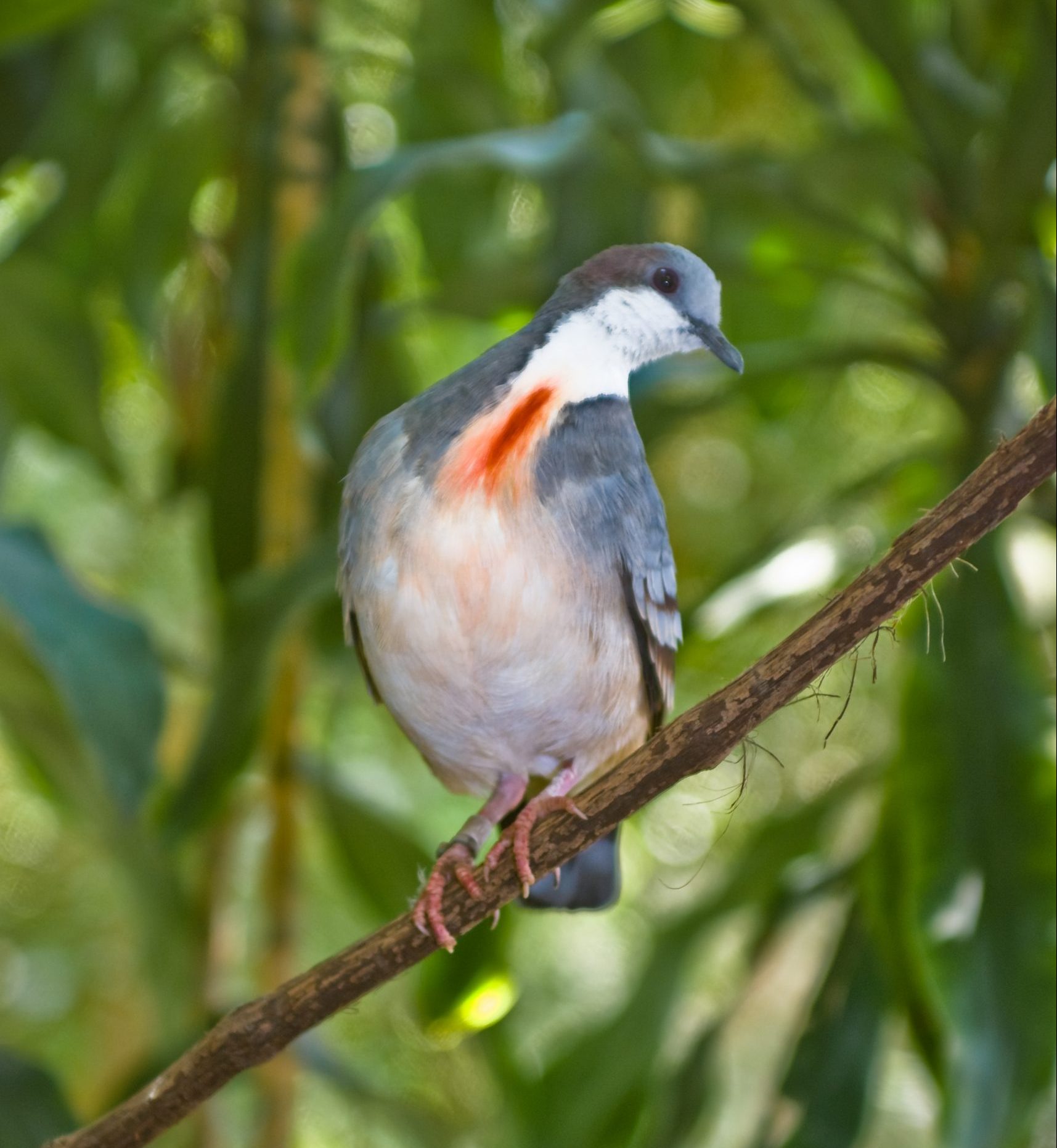 Luzon Bleeding-heart Dove perched on a branch