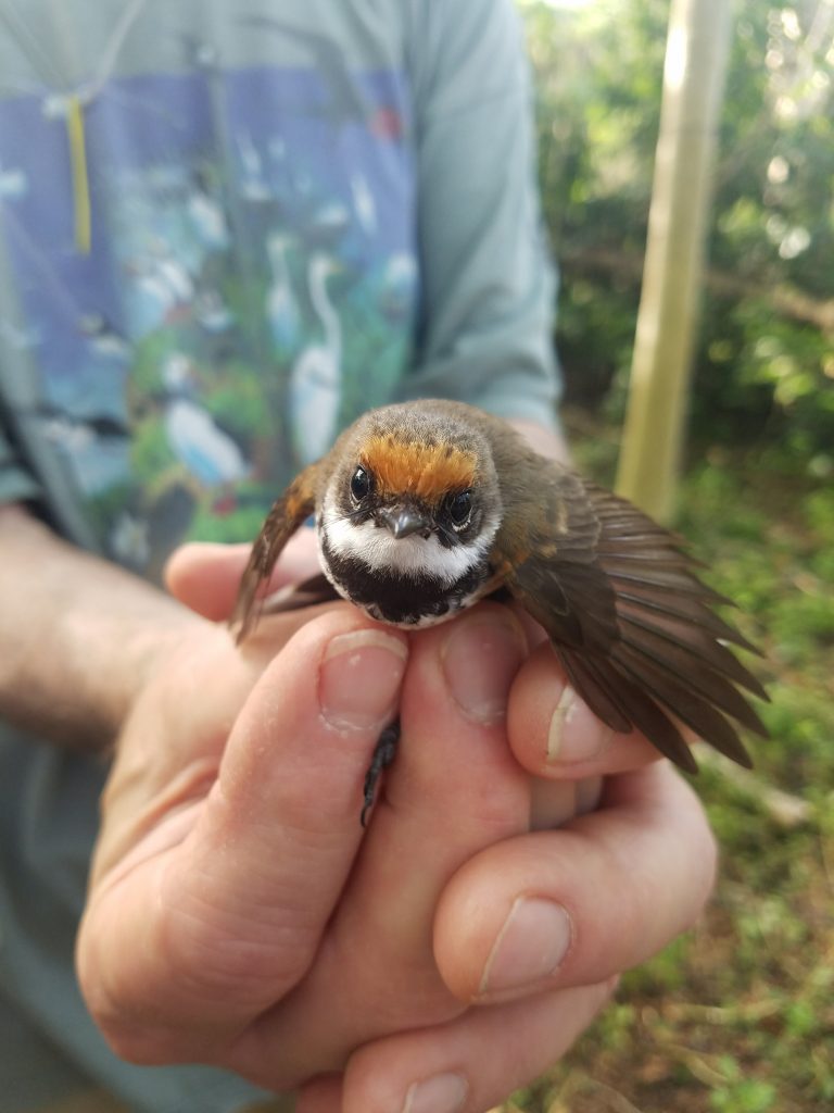Rufous Fantail