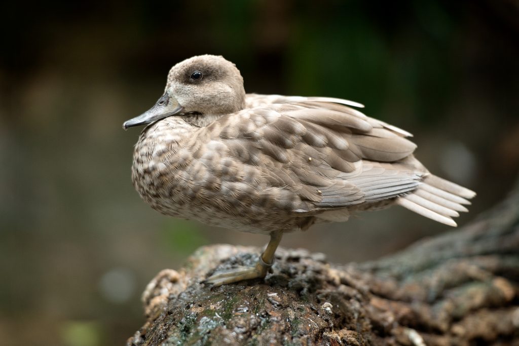 A Marbled Teal standing on a branch