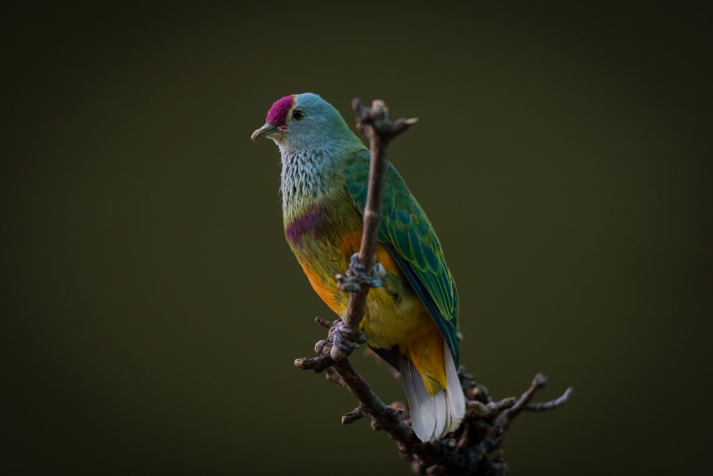 Mariana Fruit-Dove perched on a branch
