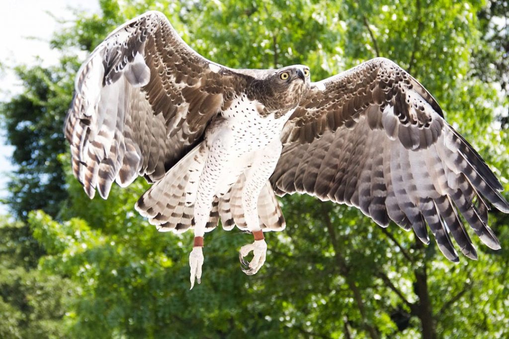 A Martial Eagle flying