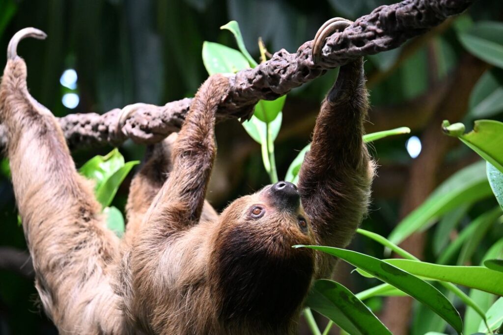 A sloth climbing along a tree branch in the Tropical Rainforest