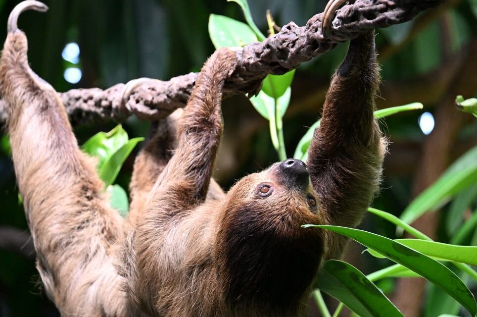 A sloth climbing along a tree branch in the Tropical Rainforest