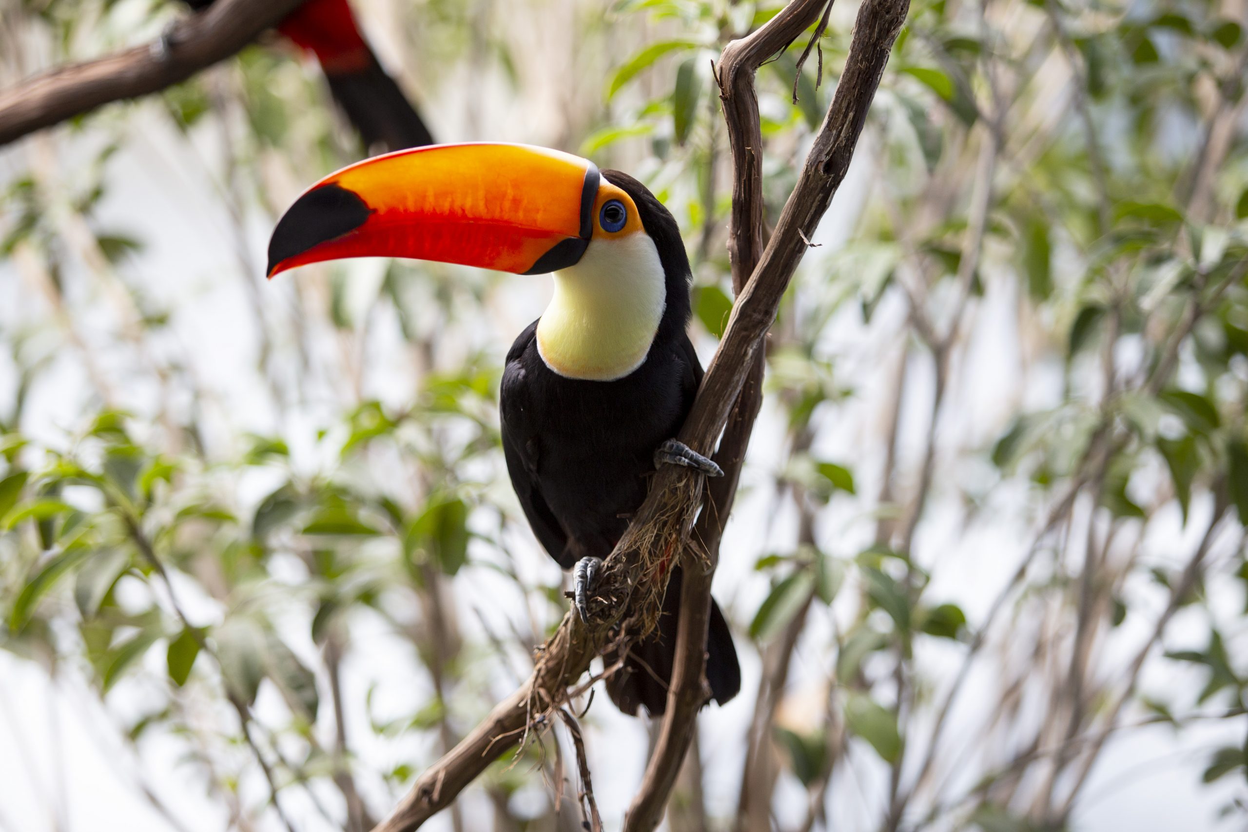 Toco Toucan perched on a branch