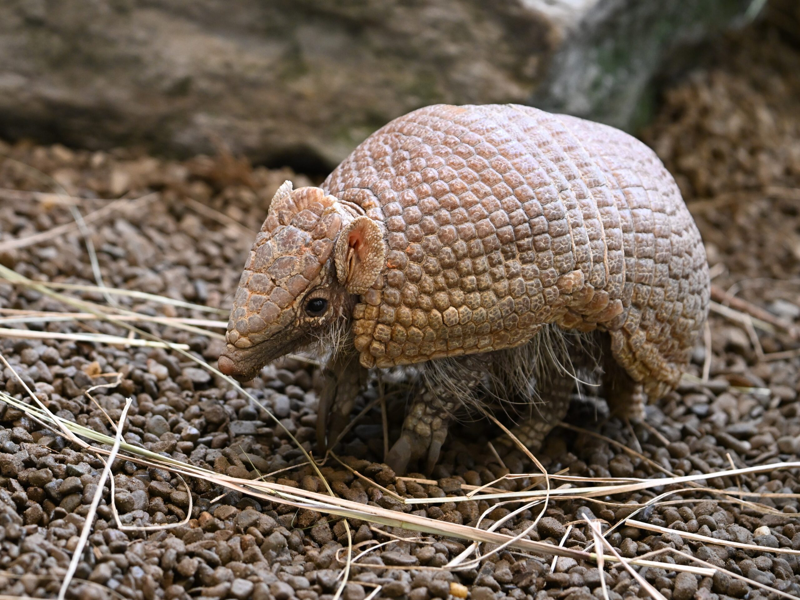 Willy walking through straw and pebbles that mimic his natural habitat