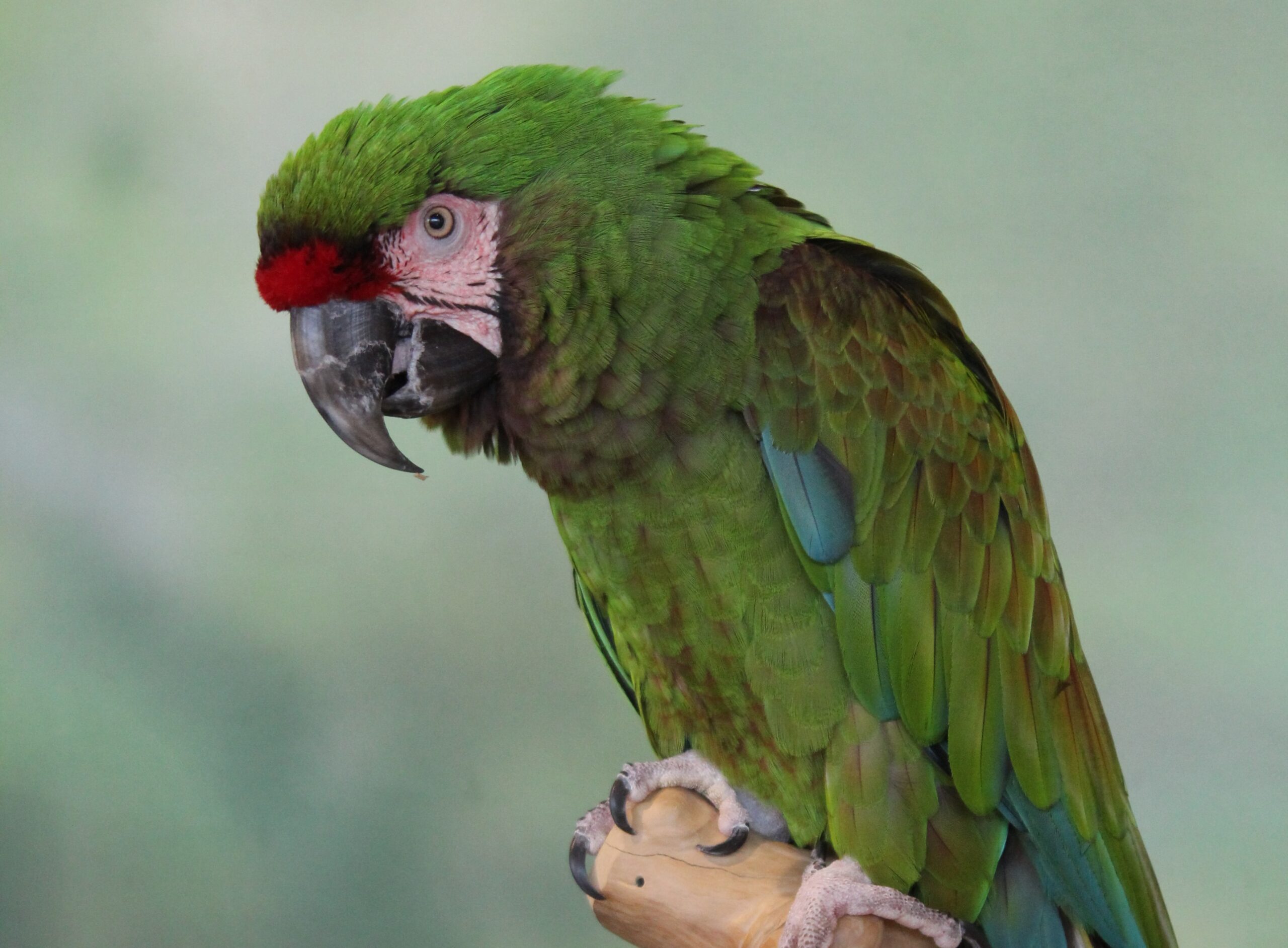 Military Macaw