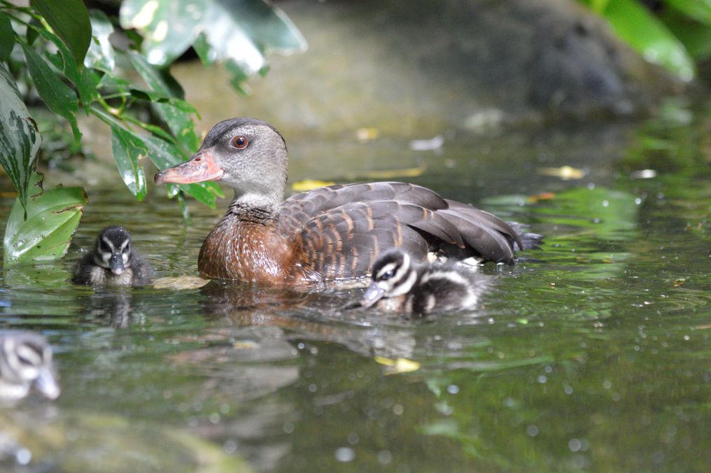 Spotted Whistling-Duck mom and her ducklings swimming