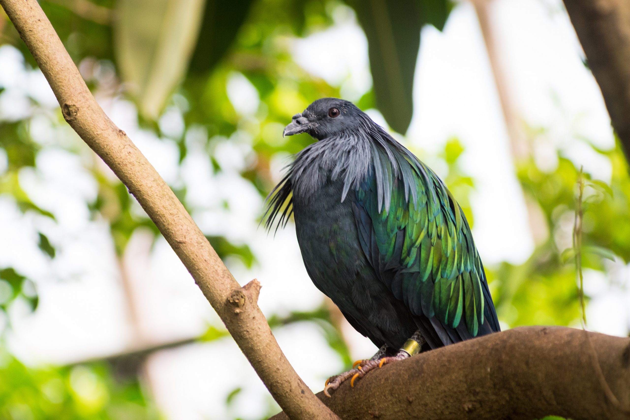 Nicobar Pigeon perched on a branch