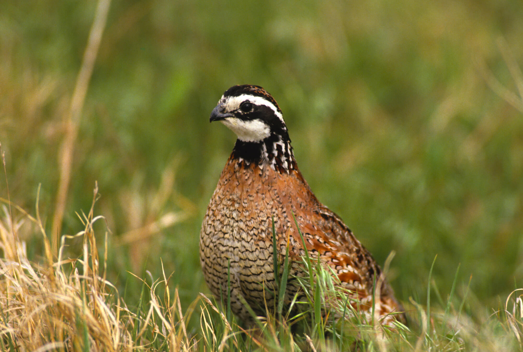 Pheasants and Partridges Archives National Aviary