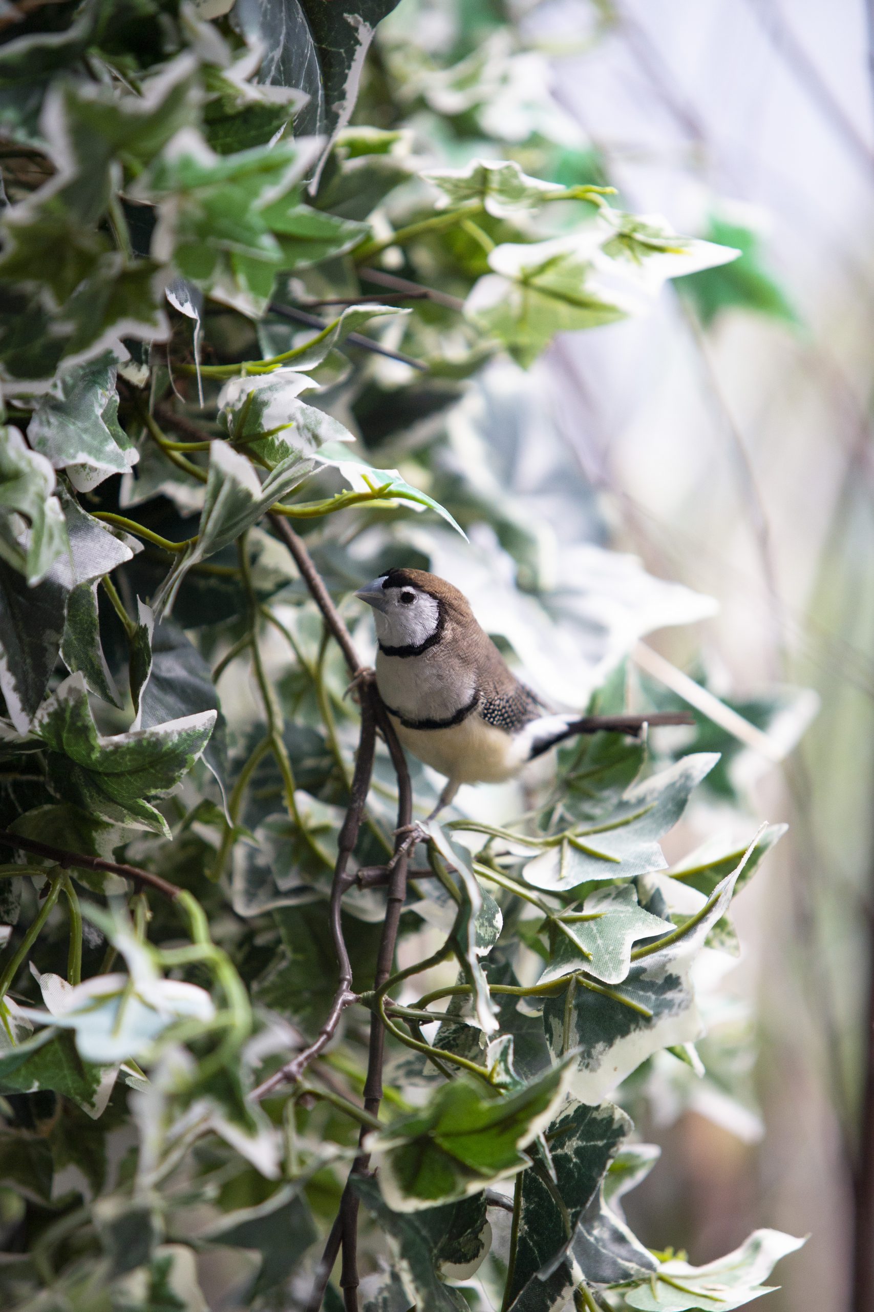 Owl Finch perched on a branch