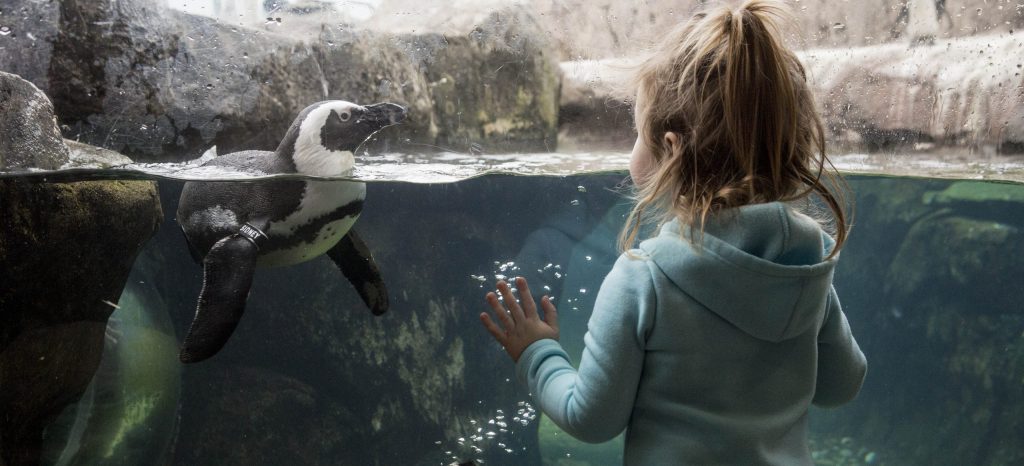 small child in front of penguin