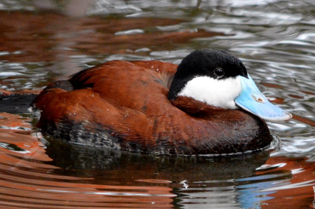 Male Ruddy Duck swimming in water