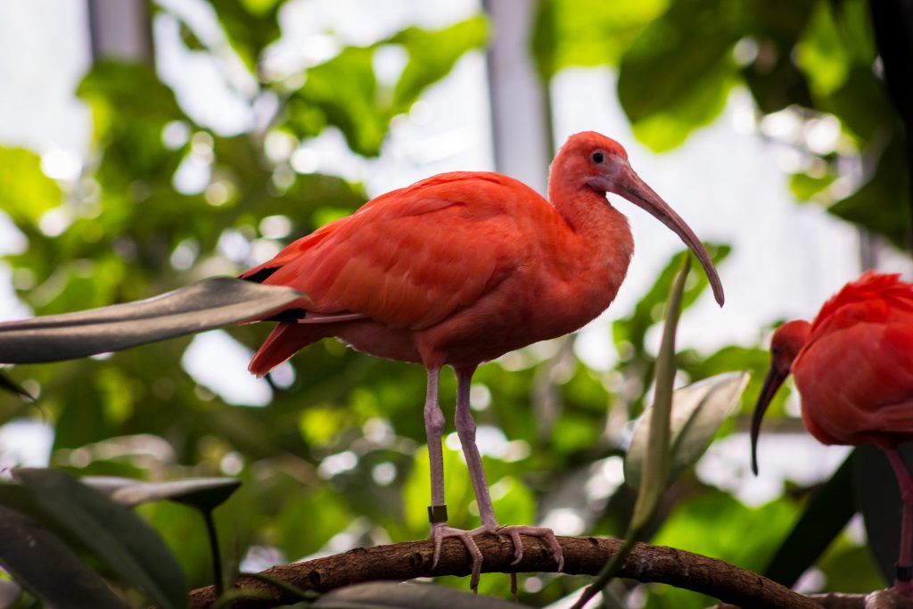 Scarlet Ibis standing on a branch