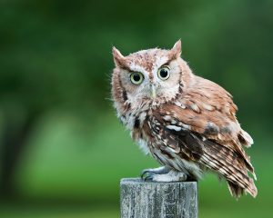 Eastern Screech-owl perched on a wooden stump