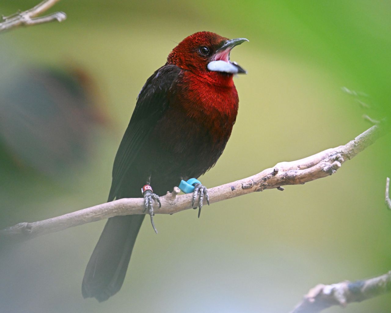 Silver-beaked Tanager perched on a branch