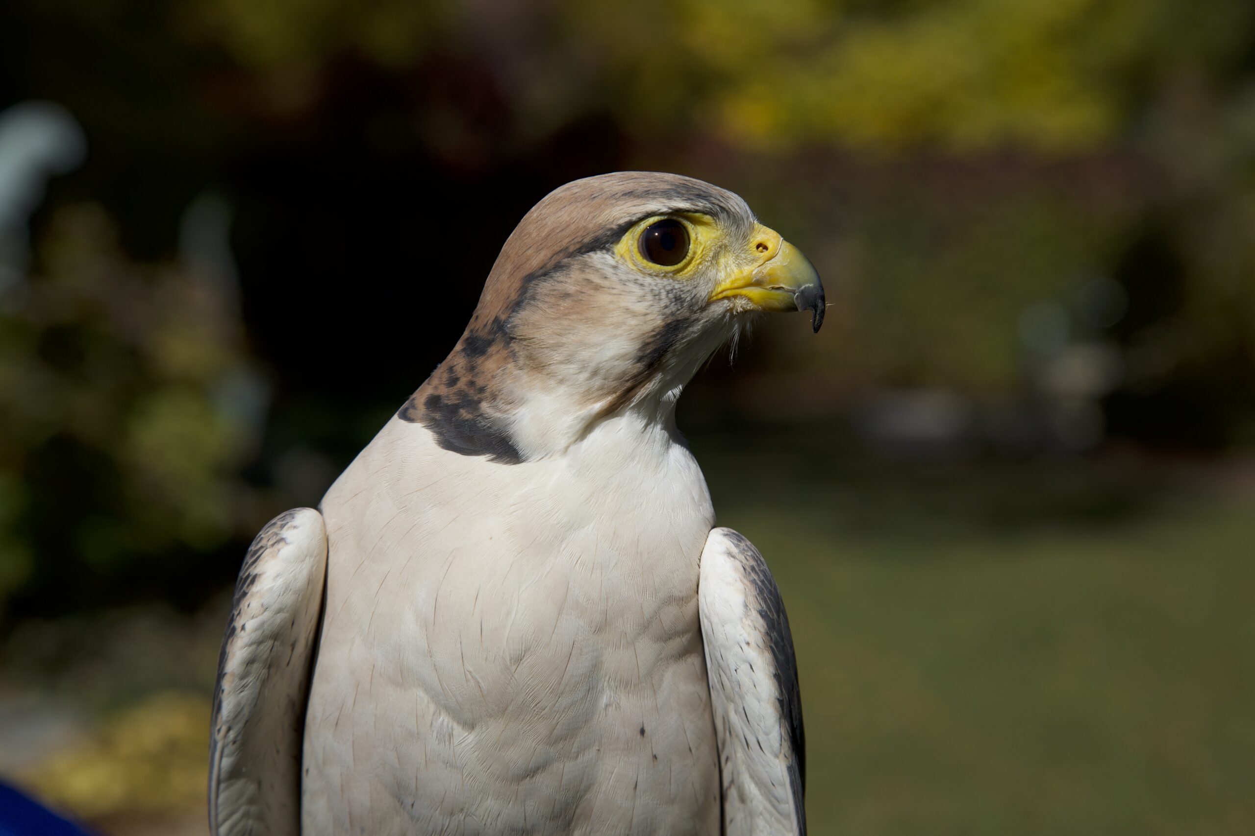 Lanner Falcon side profile