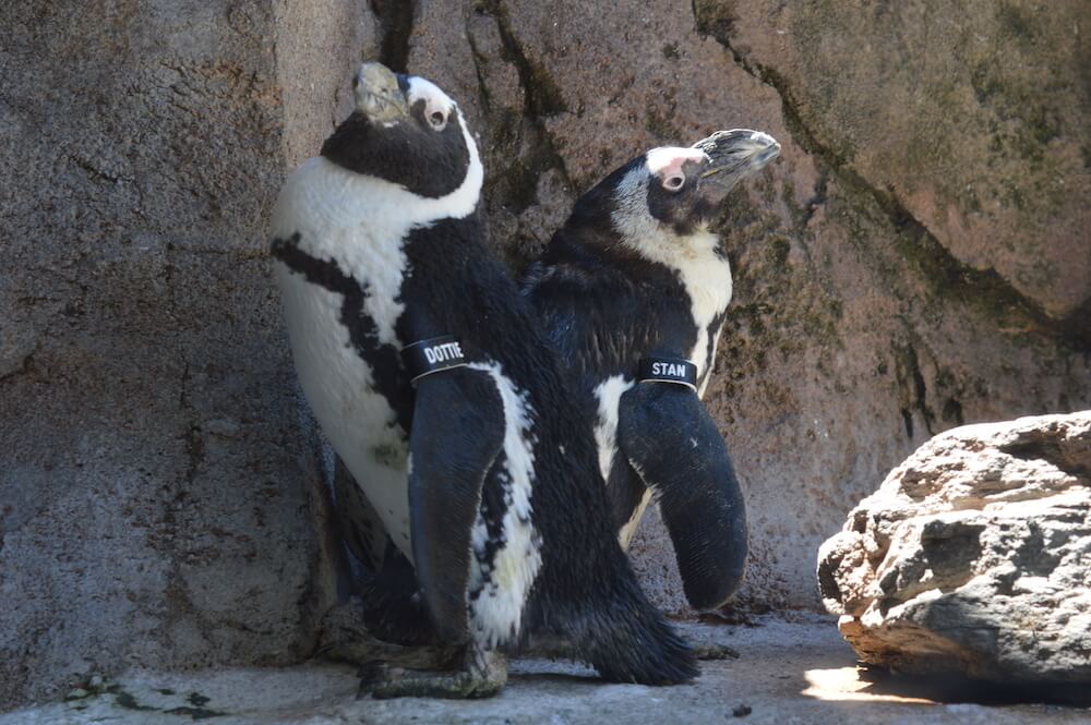 African Penguins Dottie and Stan standing on rocks at Penguin Point in the National Aviary