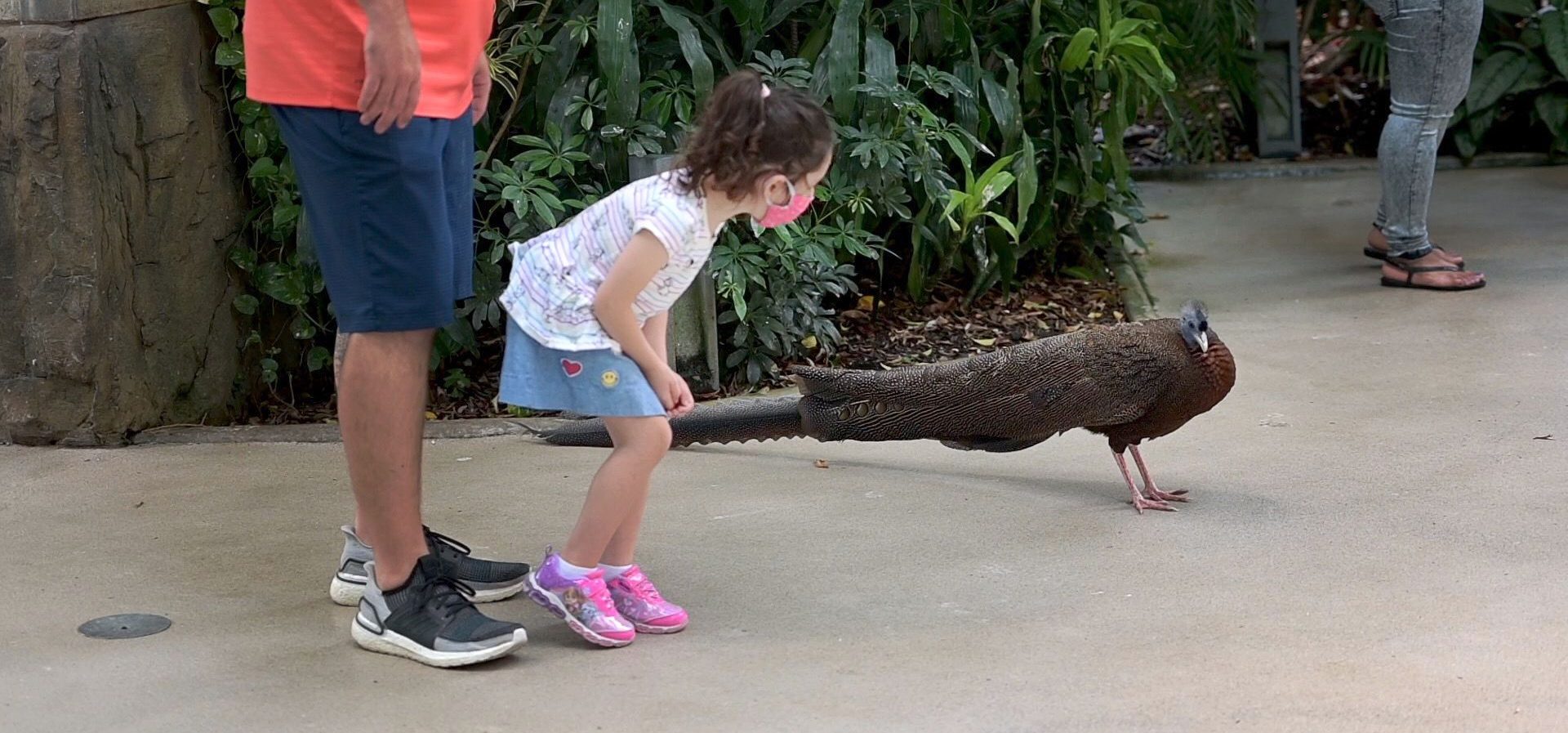 A young girl with a mask looking at a Great Argus in the Tropical Rainforest at the National Aviary