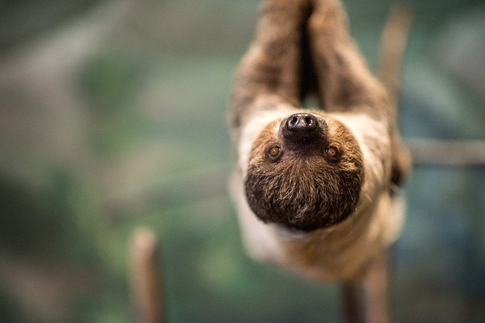 Valentino, a Linnaeus's Two-toed Sloth, hanging upside down from a branch