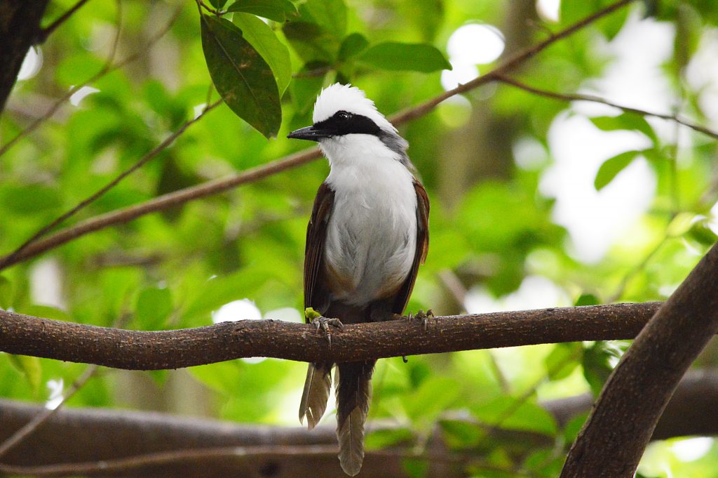 White-crested Laughingthrush perched on a branch