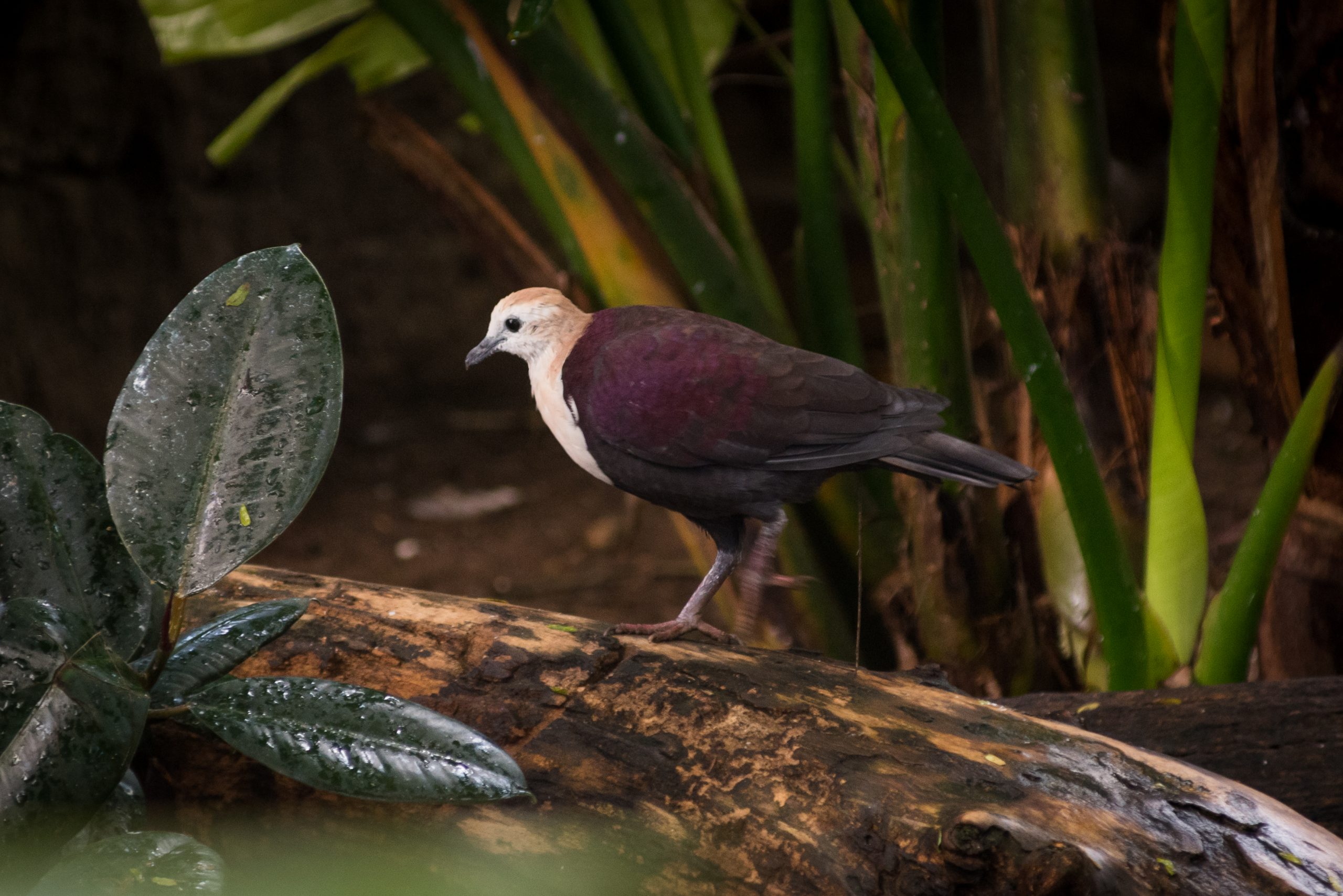 White-throated Ground Dove standing on a tree branch