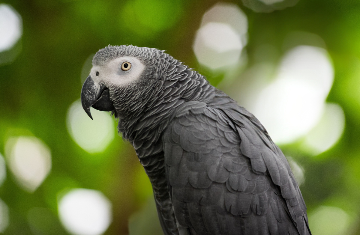 African Grey Parrot